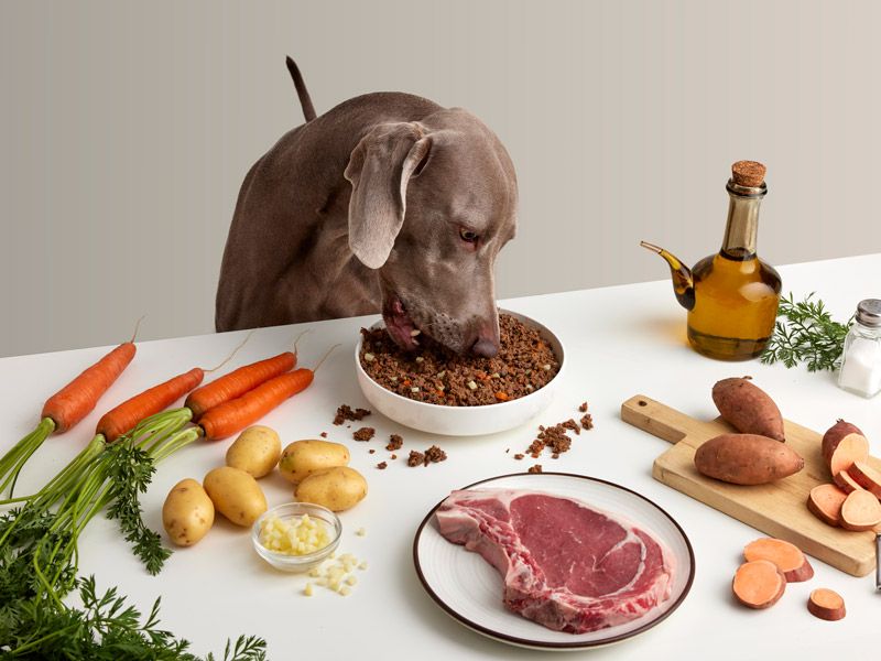 宠物食品品牌项目展示